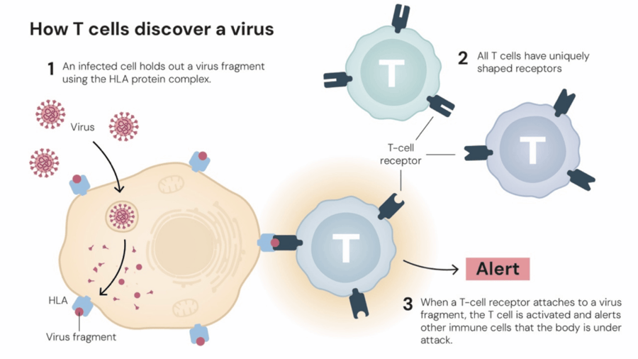 这个诺奖迟到了30年!三位科学家揭示免疫系统如何避免“自相残杀”