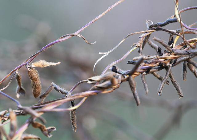 青岛再添野生大豆踪迹!南辛安河公园现群落生长,专家提醒“价值珍贵需保护”