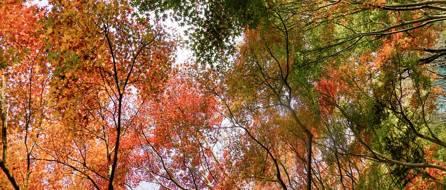 错过再等一年!郑州周边赏红叶的5个好去处推荐!