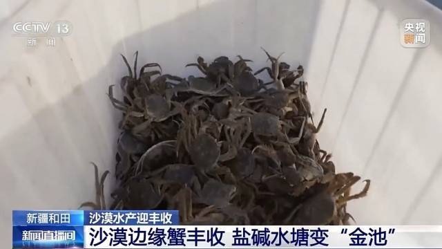 沙漠边缘养螃蟹 新疆如何做到“海鲜”大丰收?