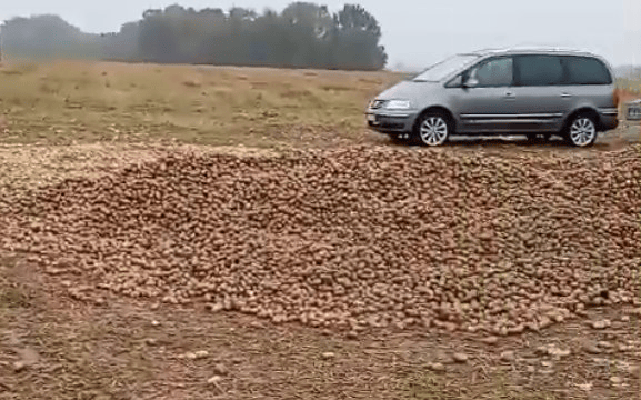 波兰68岁农民收获的150吨土豆被一夜搬空, 只因帖子遭篡改