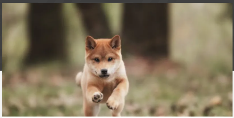 狗狗币前景(狗狗币前景预测)