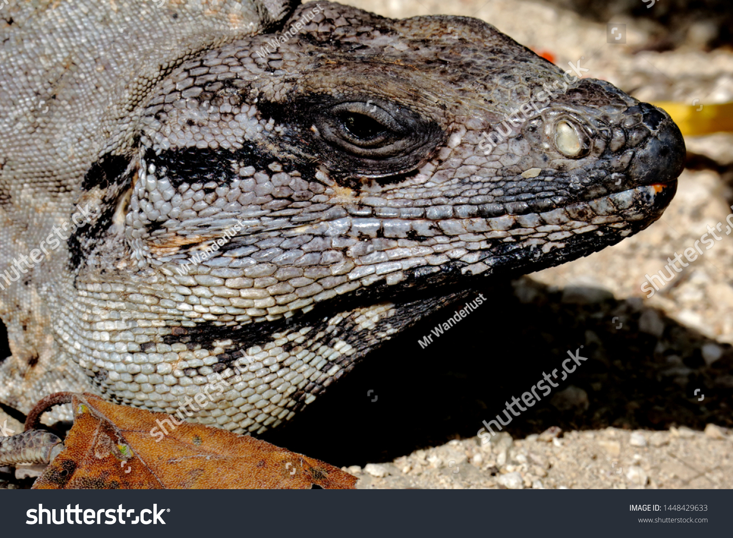 bituan(闭团结就是力量)