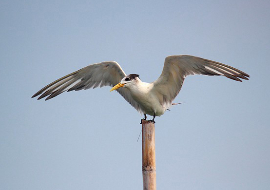 Crius(crius自行车官网)