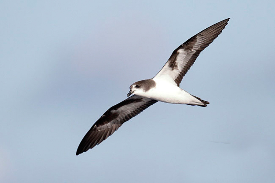 Crius(crius折叠自行车)