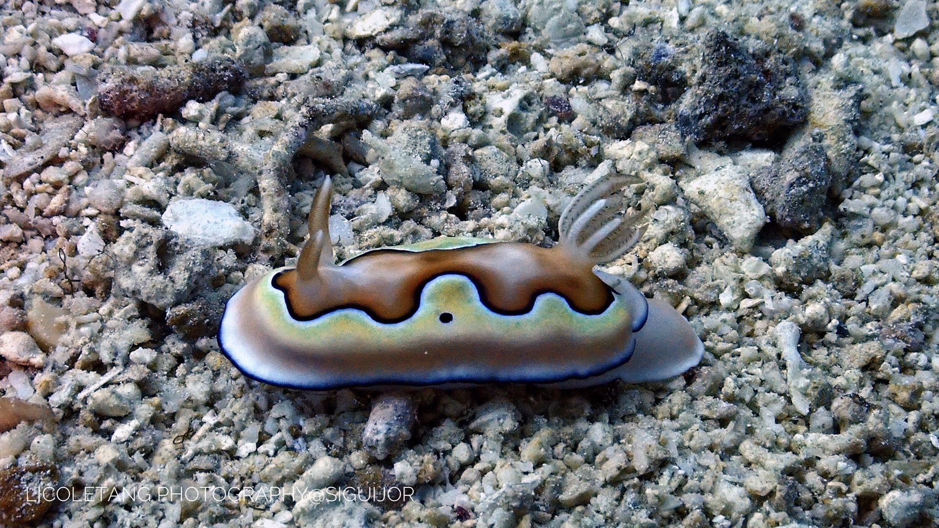 COIEX(coiextended汉化)